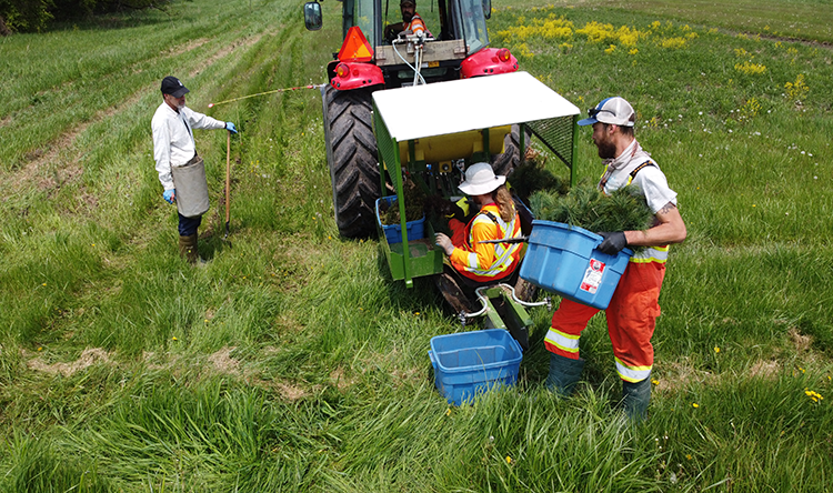 People plant the tree seedlings at the Koffler Scientific Reserve